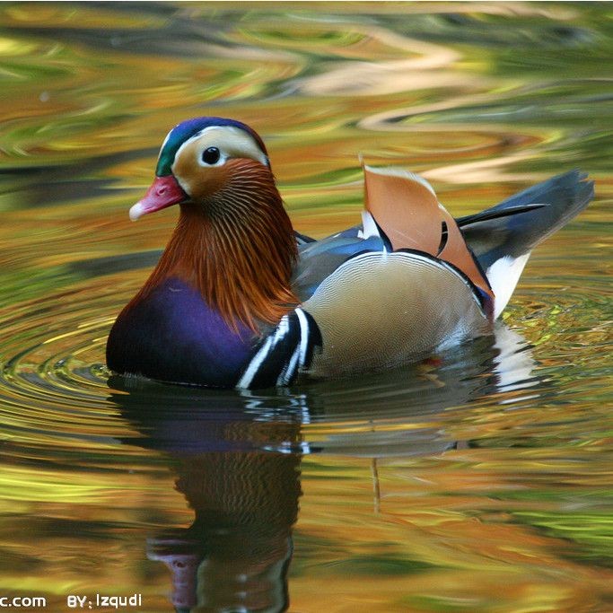 廣東人說的水鴨是什么