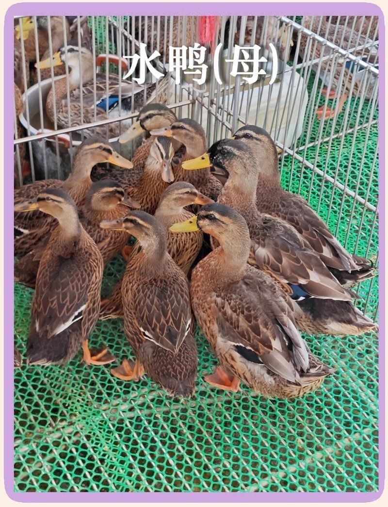 廣東人說的水鴨是什么