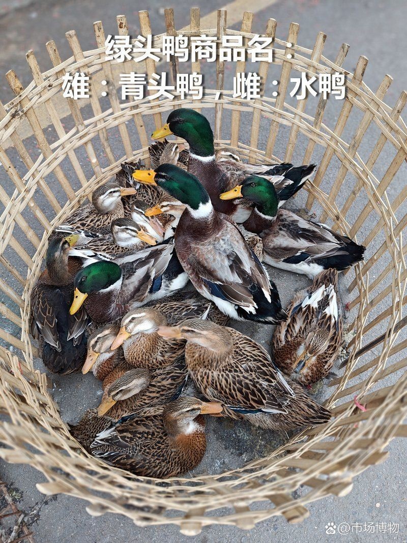 廣東人說的水鴨是什么