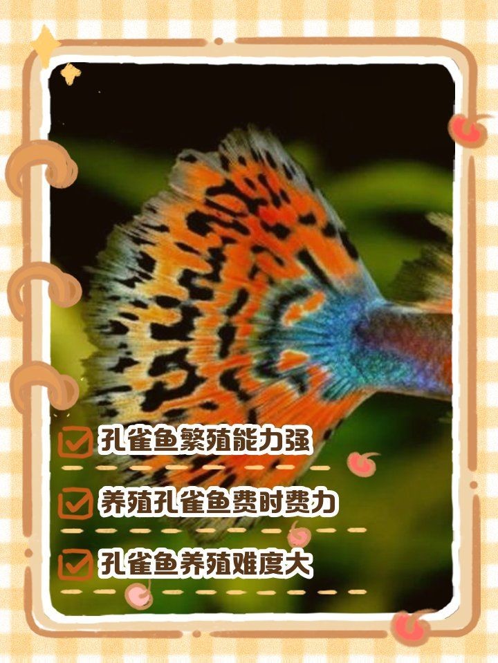 孔雀魚為什么不建議養(yǎng)