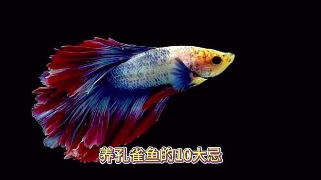 孔雀魚為什么不建議養(yǎng)