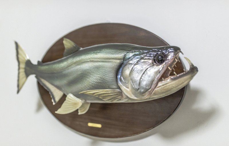 哥倫比亞巨暴魚價格