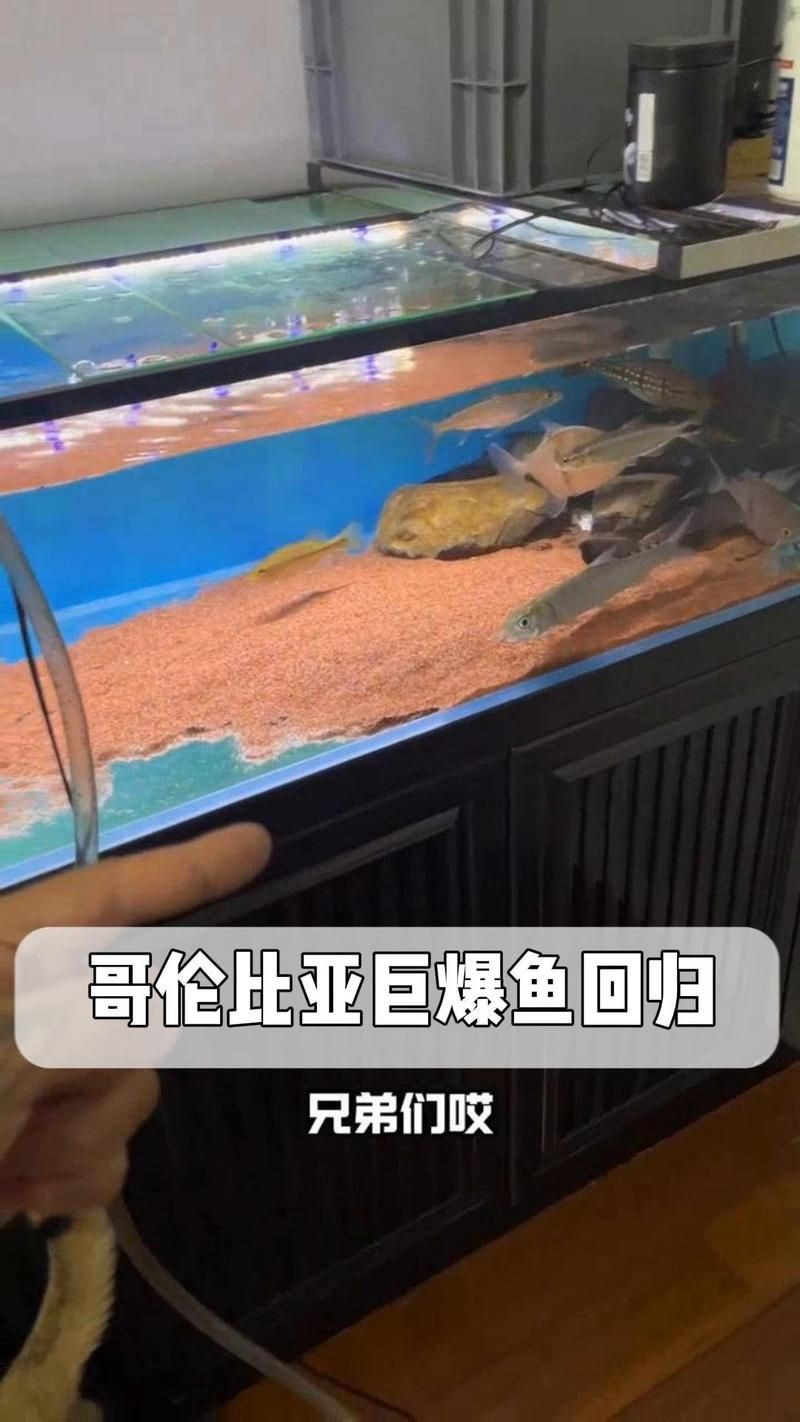 哥倫比亞巨暴魚價格