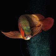 紅龍魚外寄有什么癥狀