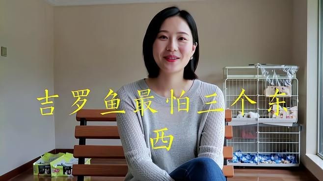吉羅魚為什么不建議養