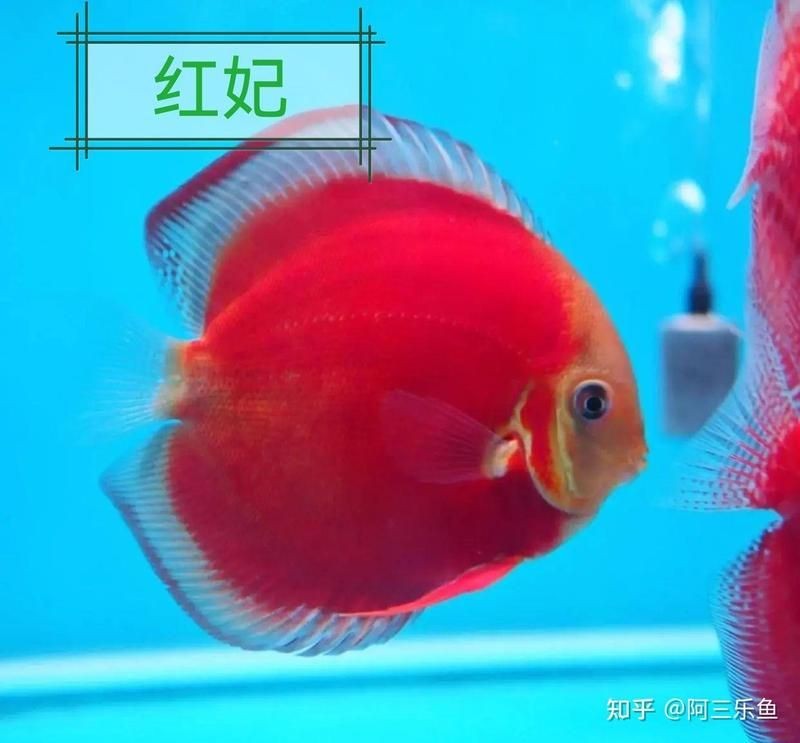 七彩魚最愛吃的三種食物