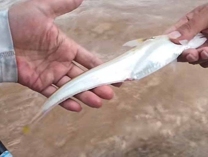 和刀魚很像的是什么魚