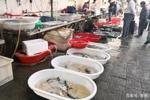 和刀魚很像的是什么魚