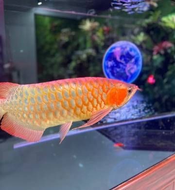 紅龍魚招財(cái)嗎