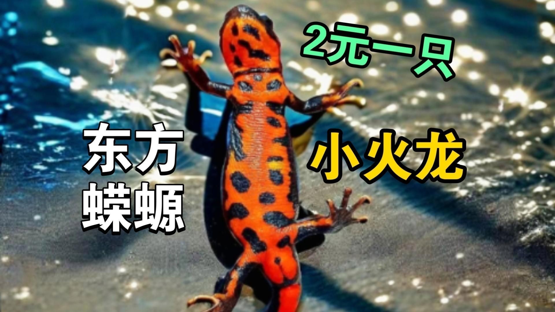 小火龍魚能上手玩嗎