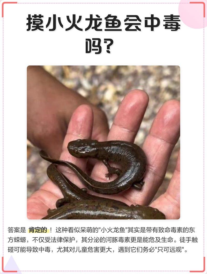 小火龍魚能上手玩嗎