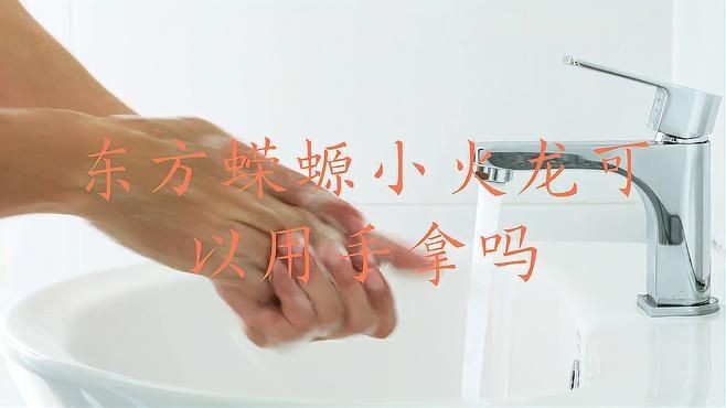 小火龍魚能上手玩嗎
