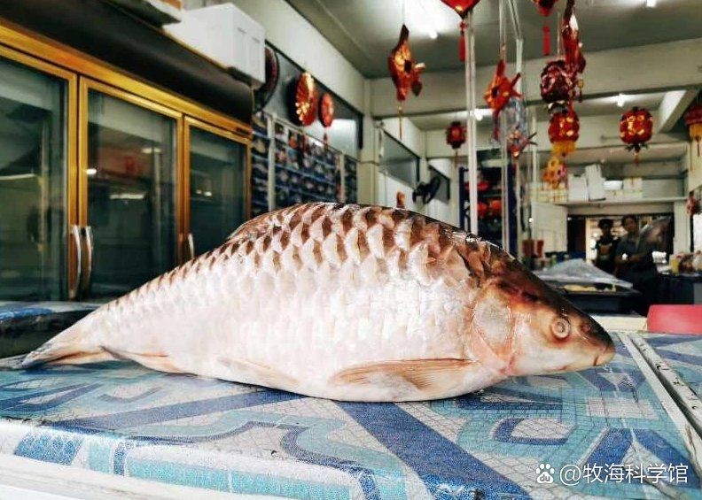 禁用忘不了魚有啥后果