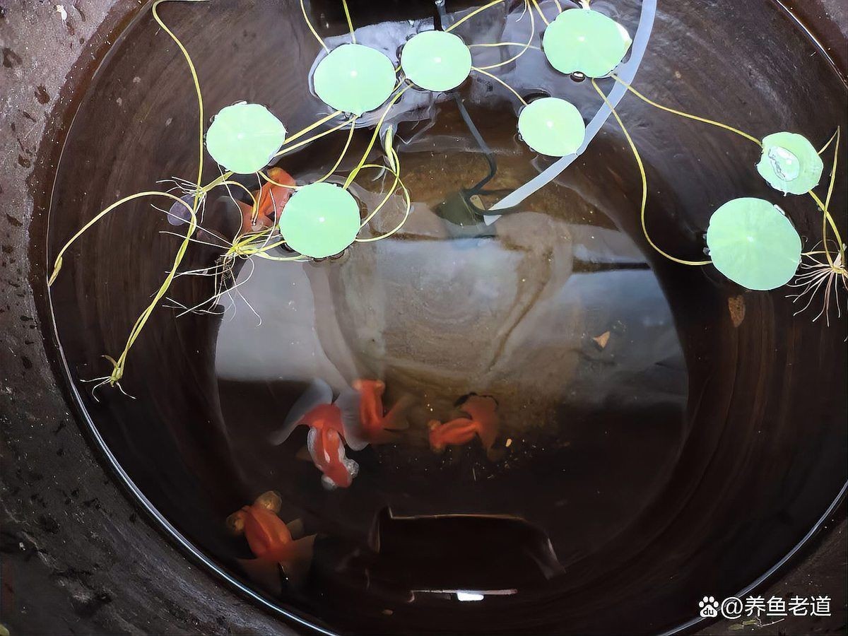 家里魚頻繁死什么兆頭