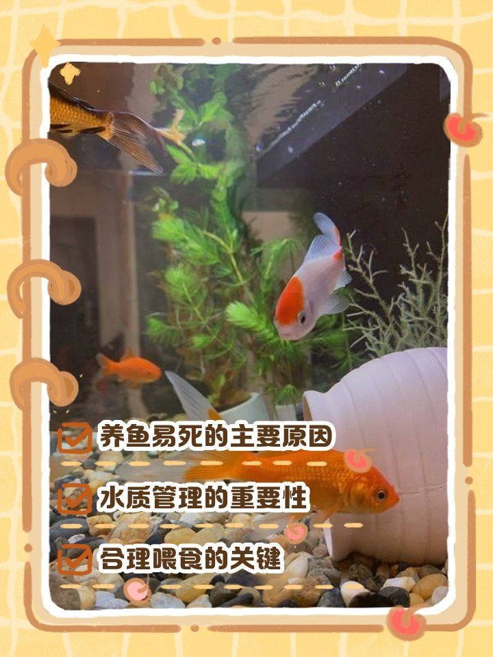 家里魚頻繁死什么兆頭