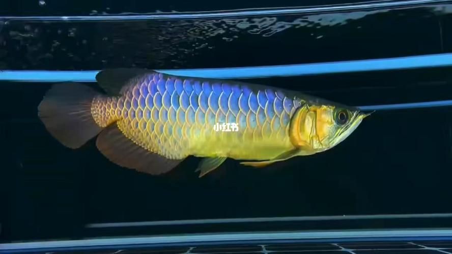 1—2cm金龍魚苗圖片