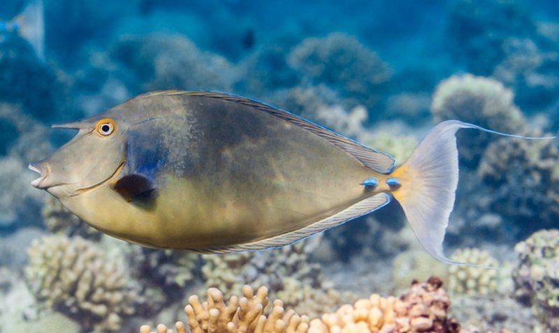 海波單角鼻魚