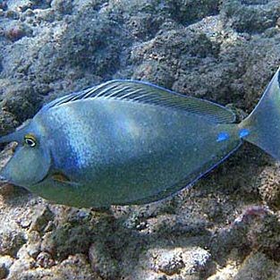 海波單角鼻魚