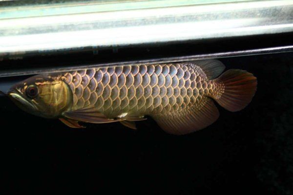 臨潼魚缸維護