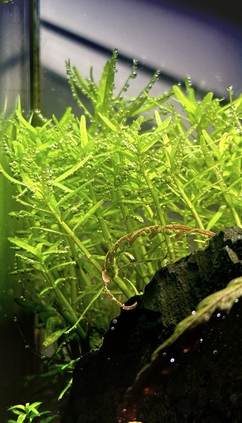 吉印水草燈led全光譜