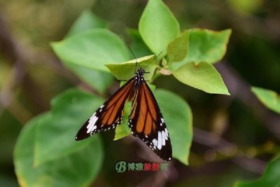 吉隆坡旅游景點