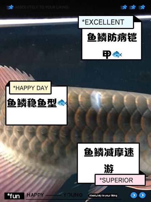 各種魚的魚鱗圖片
