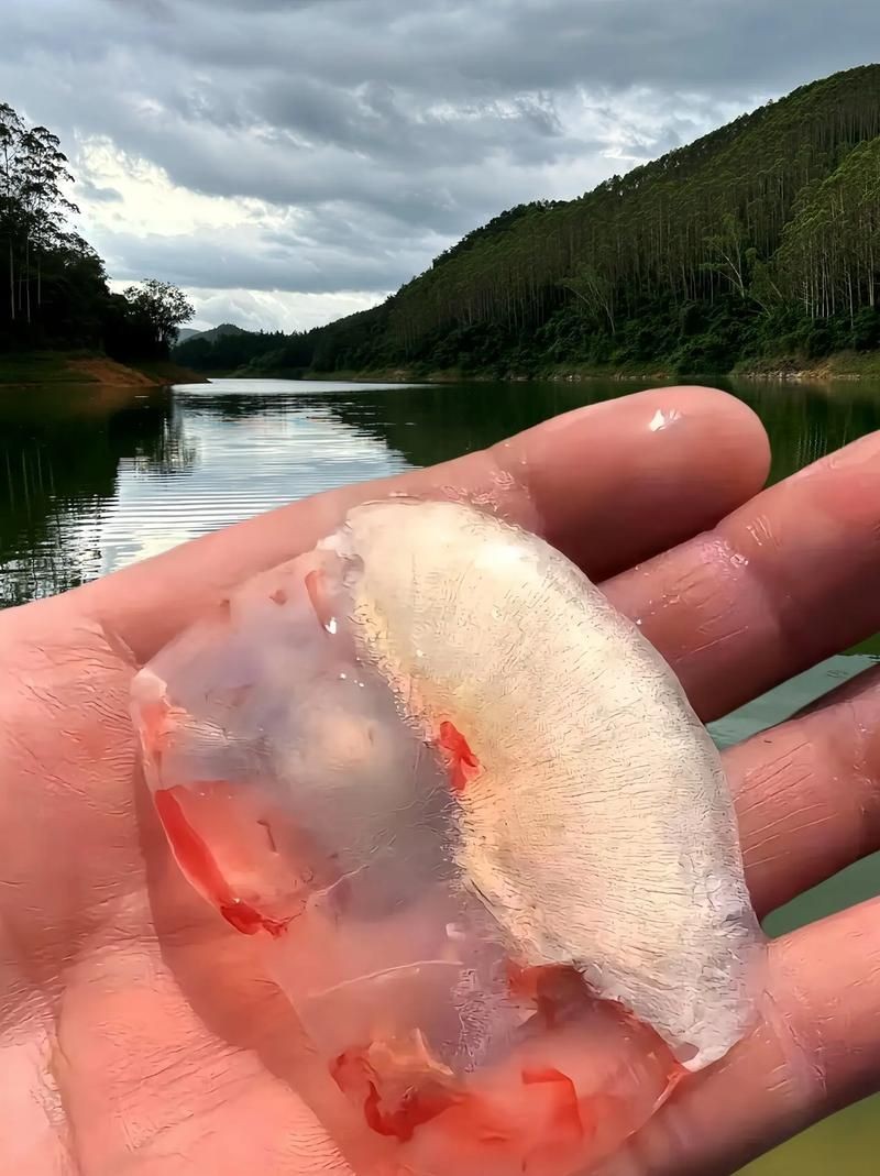 各種魚的魚鱗圖片
