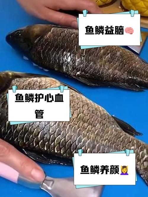 各種魚的魚鱗圖片