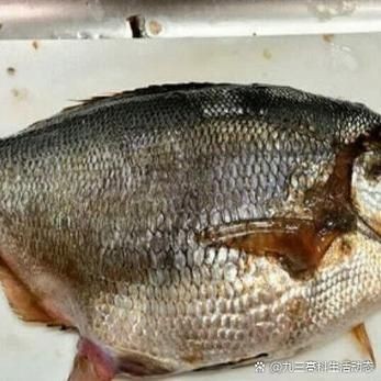 各種魚的魚鱗圖片