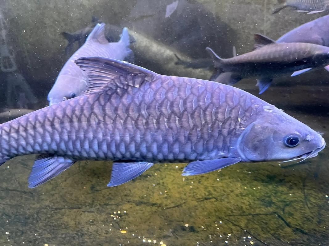 各種魚的魚鱗圖片