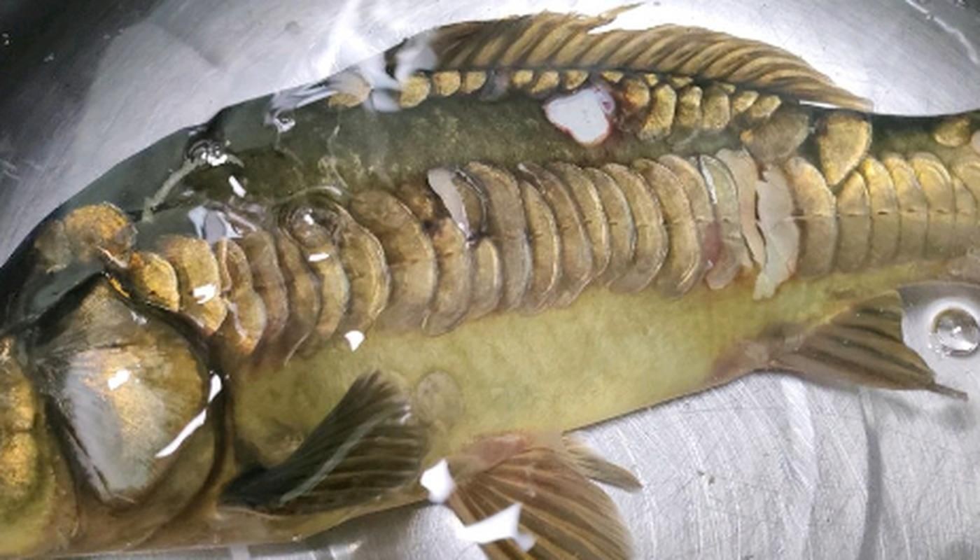 各種魚的魚鱗圖片