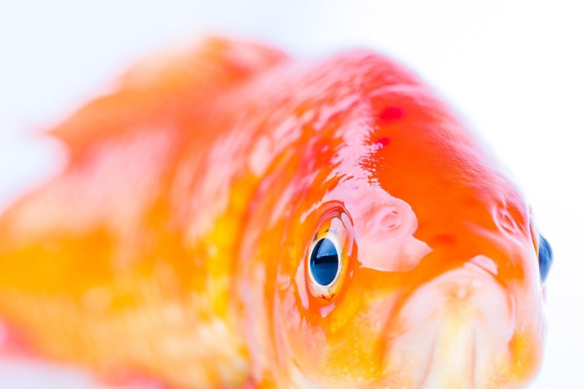 各種魚的魚鱗圖片