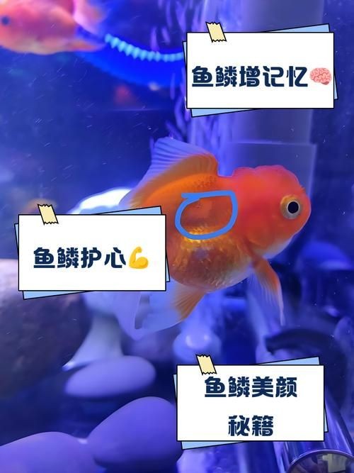 各種魚的魚鱗圖片