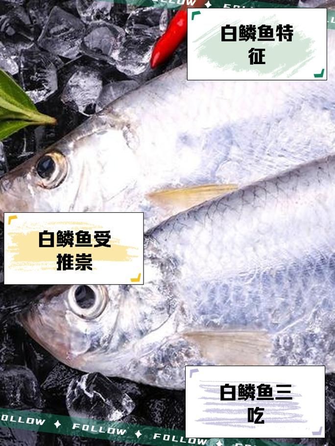 各種魚的魚鱗圖片