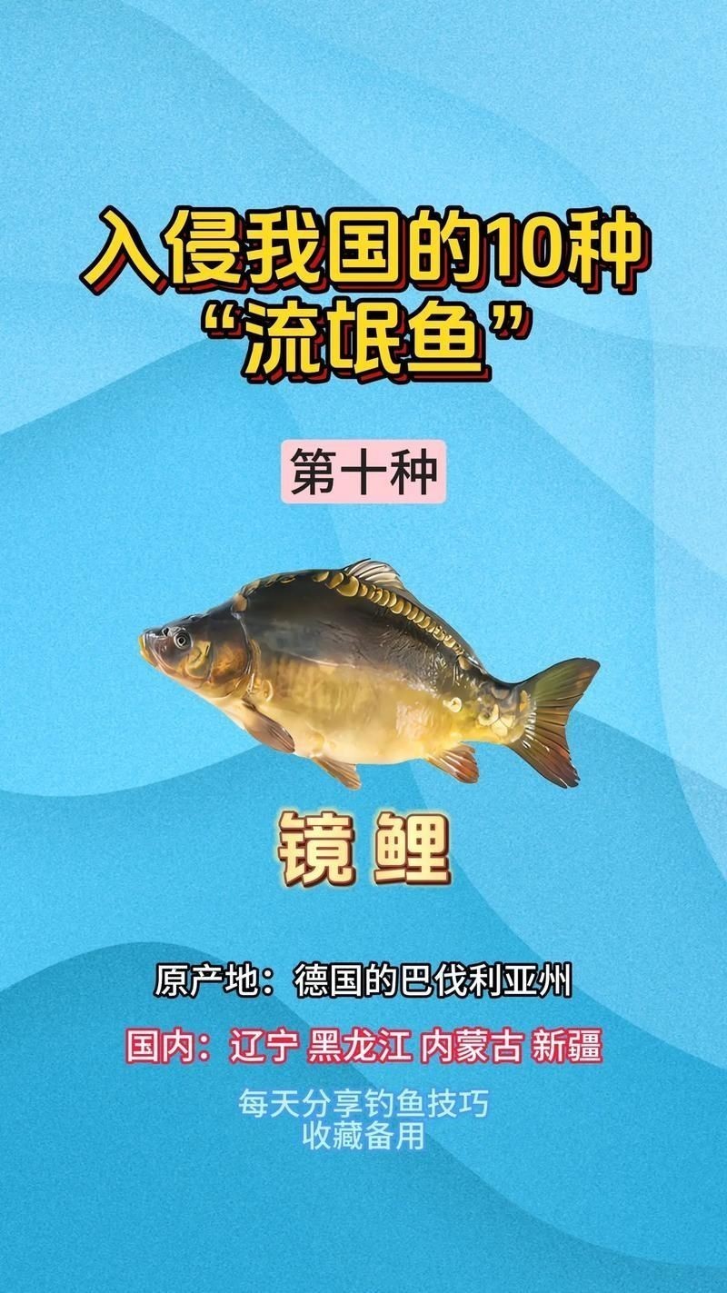 各種魚的魚鱗圖片