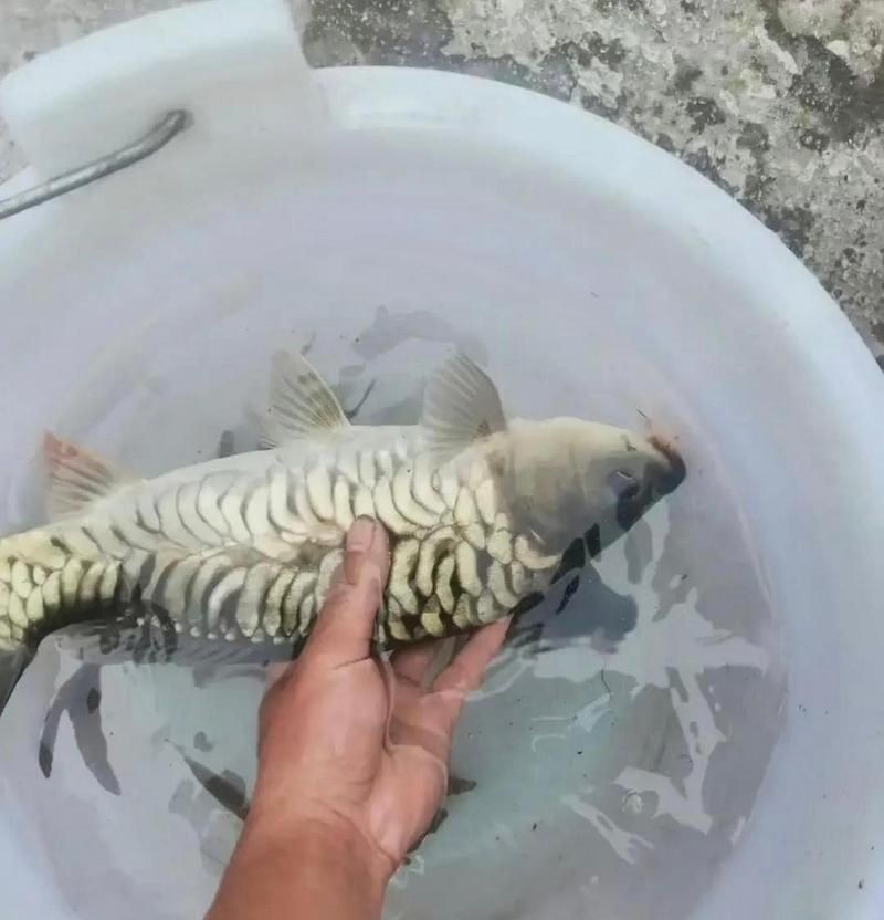 各種魚的魚鱗圖片