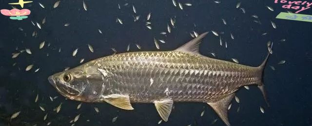 加拉辛泰龐海蓮魚