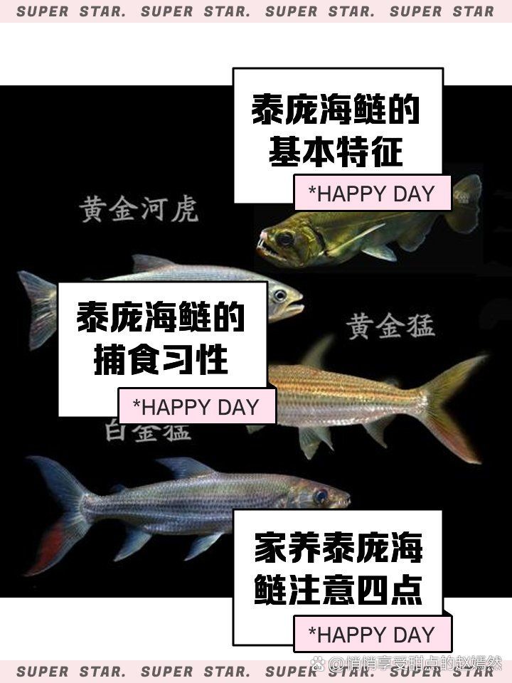 加拉辛泰龐海蓮魚