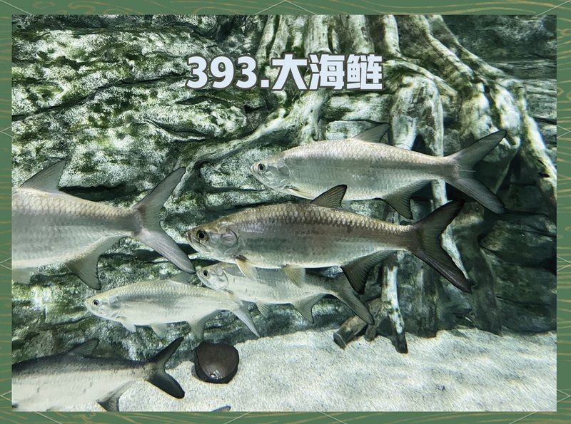加拉辛泰龐海蓮魚