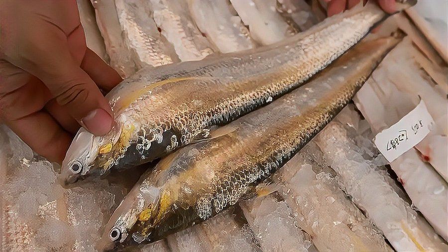 今天刀魚價格