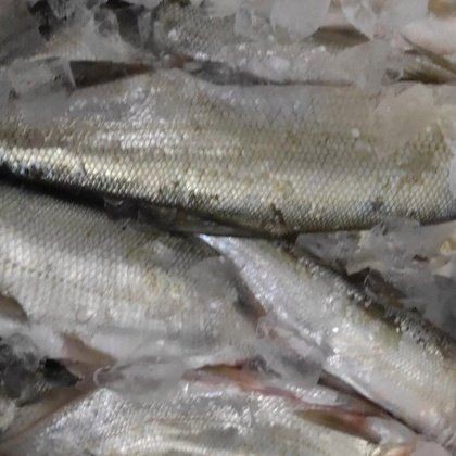 今天刀魚價格