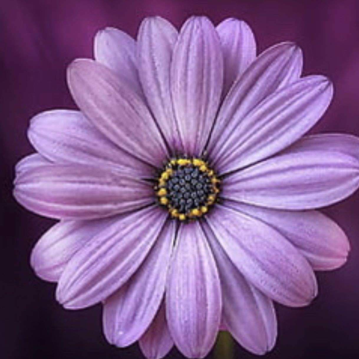 養一條龍魚吉利嗎