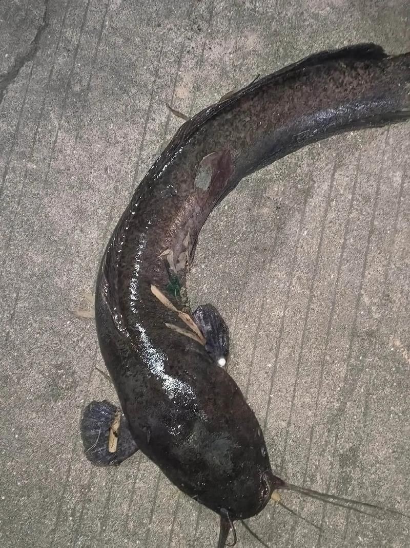海和尚魚圖片