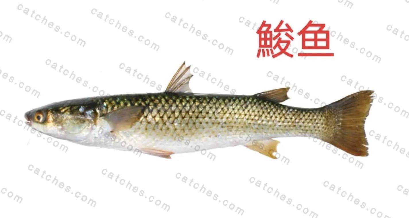 海和尚魚圖片