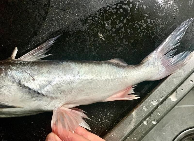 海和尚魚圖片