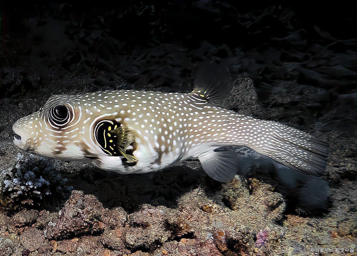 河豚和狗頭魚哪個好養