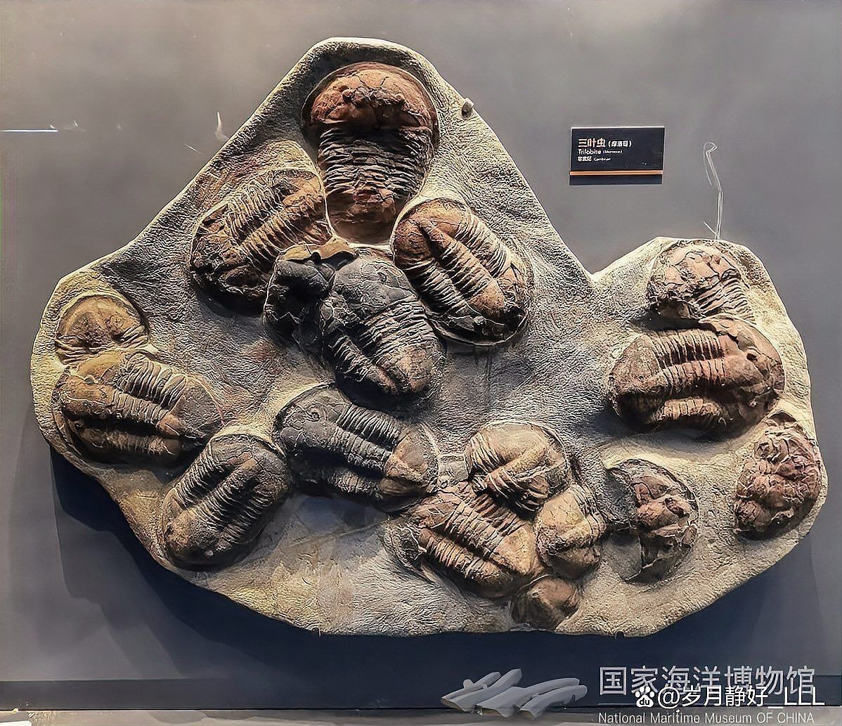 國(guó)家海洋博物館講解