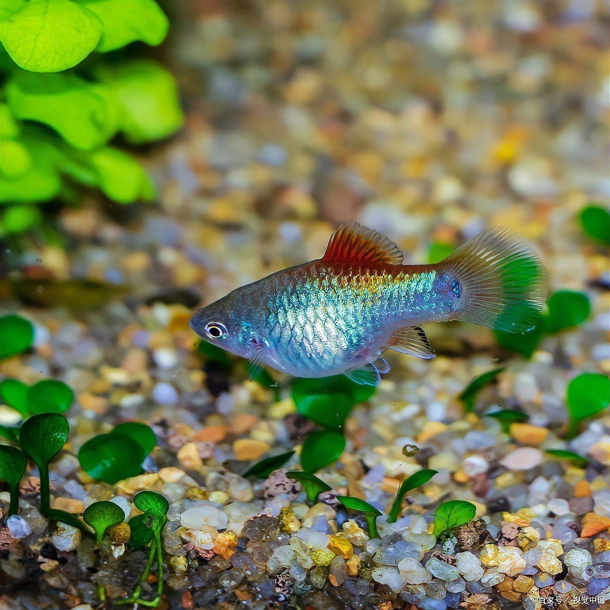 十大智商最高的魚