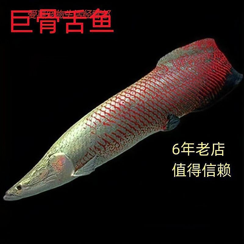 巨骨舌魚最大能長到多少米