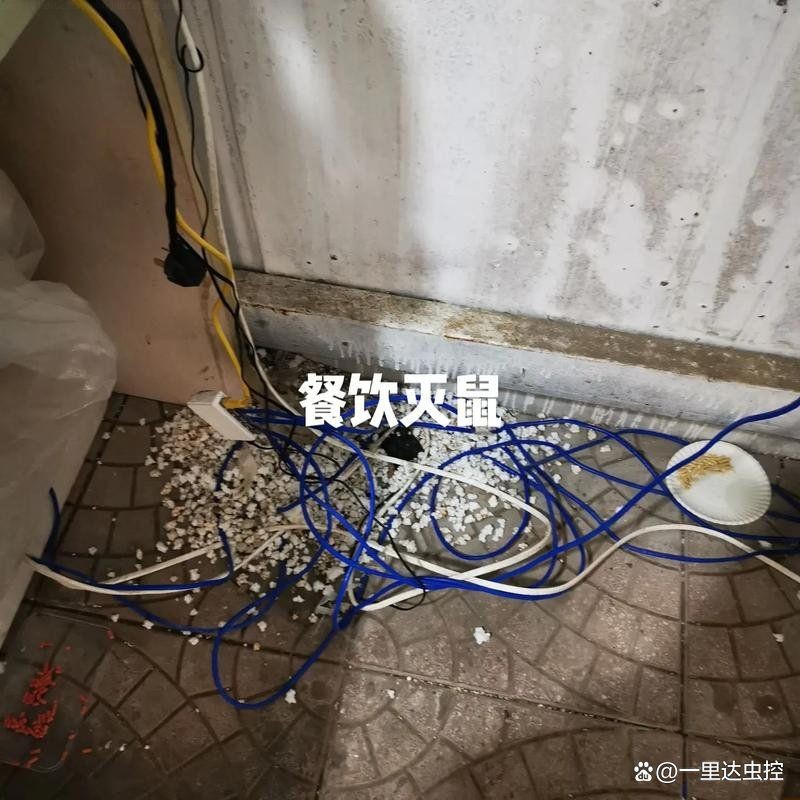 家庭滅鼠上門(mén)服務(wù)